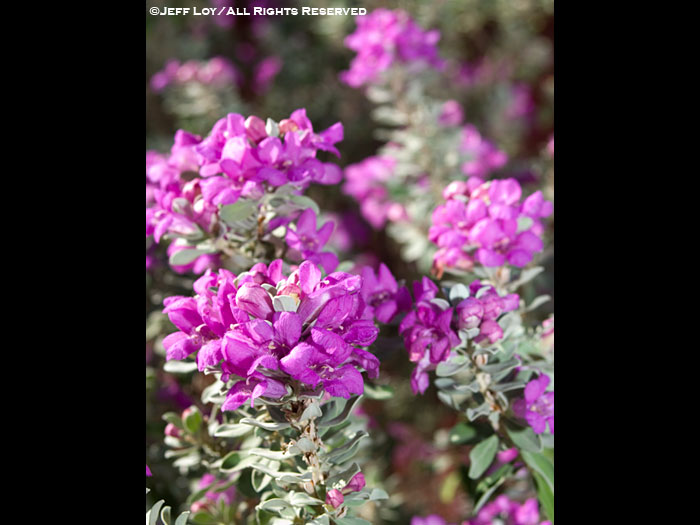 Texas Sage