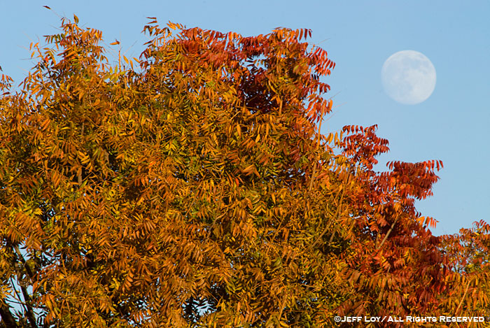 Moonrise over fall foliage.